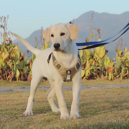 No-Pull Dog Harness & Leash Set | Pet Halo